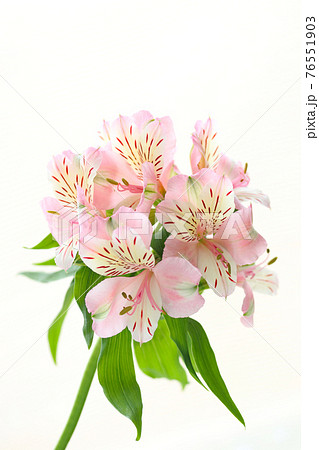 アルストロメリア アルストロメリア 76551903