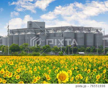 Agricultural Silos - Building Exterior, Storage and drying of grains, wheat, corn, soy, sunflower against the blue sky with sunflower fields. Agricultural Silos - Building Exterior, Storage and drying of grains, wheat, corn, soy, sunflower against the blue sky with sunflower fields. 76551936