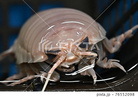 オオグソクムシ 76552098