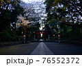 夕暮れの鳥居と桜 76552372