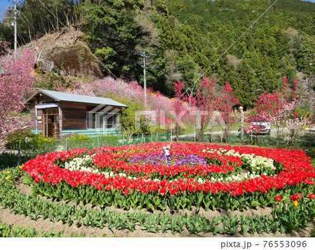 赤いチューリップのある春の庭 赤いチューリップのある春の庭 76553096