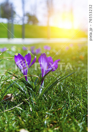 Beautiful crocuses in green grass. 76553232