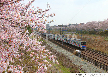 千葉県白井市付近北総線を通る京成電鉄3400形電車と満開のさくら 76553453