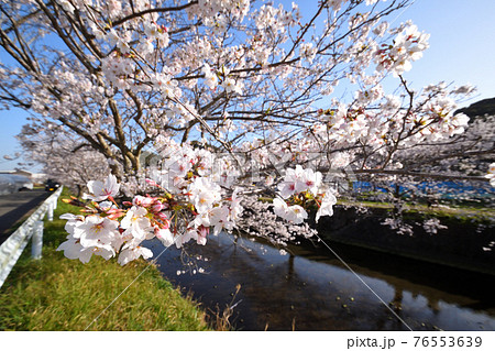 桜 76553639