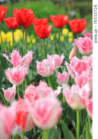 満開のチューリップ　　 76553726