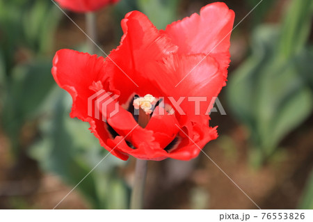 赤いチューリップ　　 76553826