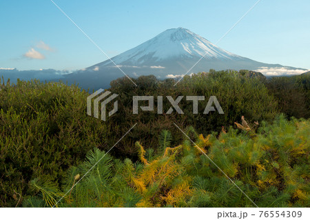 Cloud around mount Fuji with many plant foreground in evening sun light during winter season 76554309