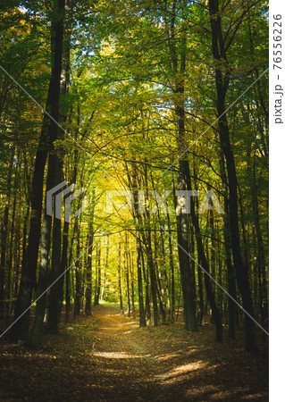 A path through the forest, fallen leaves on an autumn sunny day A path through the forest, fallen leaves on an autumn sunny day 76556226