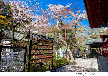 東京都 春の井の頭恩賜公園 井の頭弁財天 東京都 春の井の頭恩賜公園 井の頭弁財天 76556370