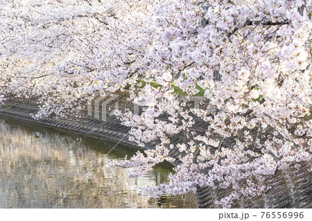 池の側の桜 池の側の桜 76556996