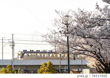 桜と電車 76557000