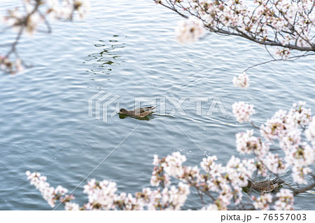 池を泳ぐ鴨と桜 76557003