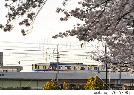 桜と電車 76557007