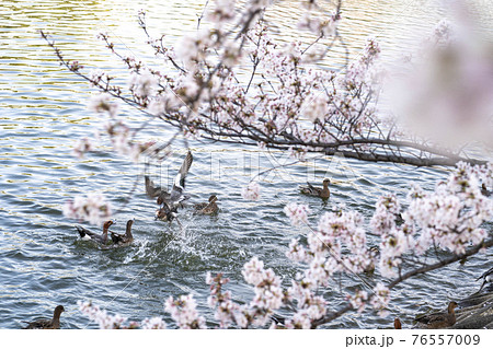 池を泳ぐ鴨と桜 76557009