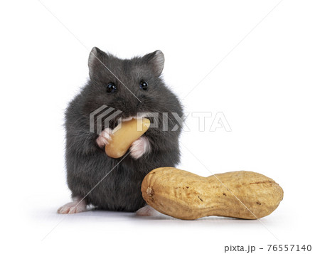 Baby hamster on white background 76557140