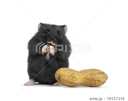 Baby hamster on white background 76557142
