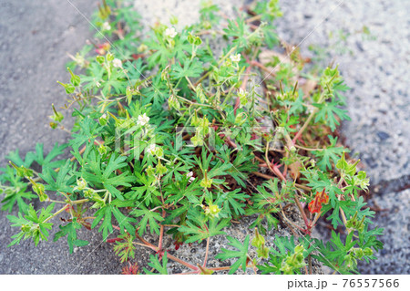 アメリカフウロ 76557566