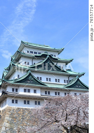 桜と金シャチがない天守閣(名古屋城 愛知県 名古屋市 2021年) 桜と金シャチがない天守閣(名古屋城 愛知県 名古屋市 2021年) 76557714