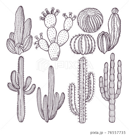 Illustrations Of Wild Cactuses Hand Drawn のイラスト素材