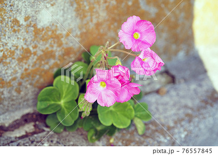 ハナカタバミ 76557845