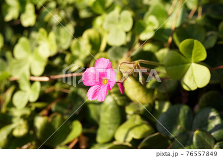 ハナカタバミ 76557849