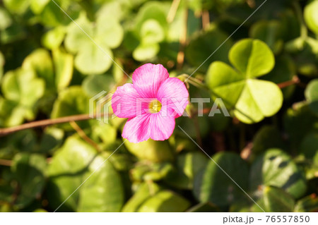 ハナカタバミ 76557850