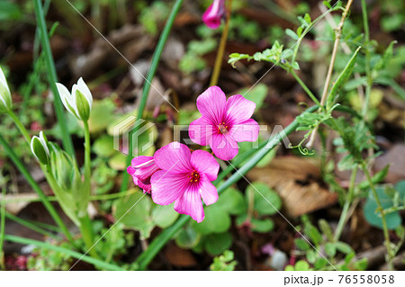 イモカタバミ 76558058