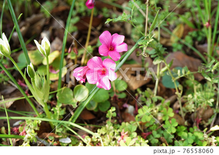 イモカタバミ イモカタバミ 76558060