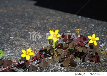 カタバミ カタバミ 76558262