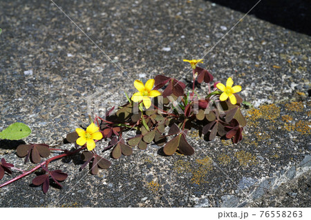 カタバミ 76558263