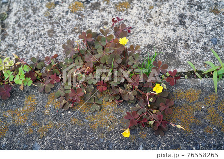 カタバミ 76558265