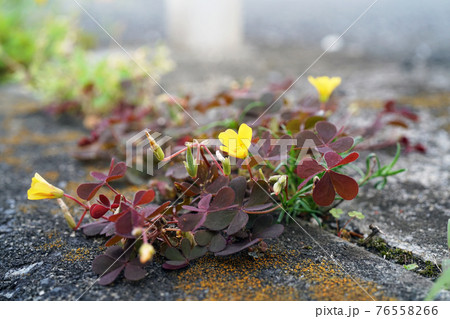 カタバミ 76558266