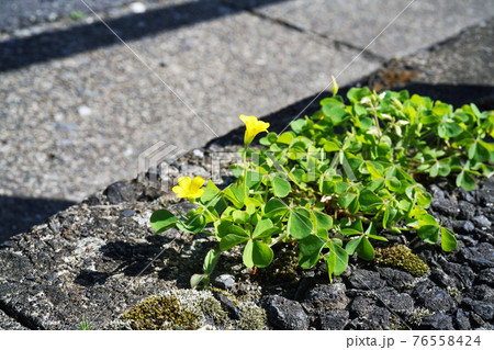 カタバミ 76558424