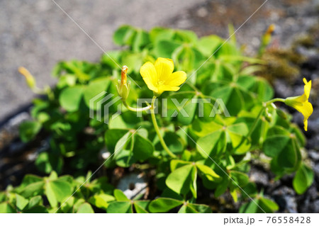 カタバミ カタバミ 76558428