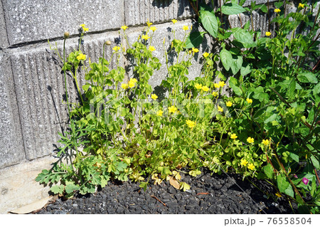 オッタチカタバミ オッタチカタバミ 76558504