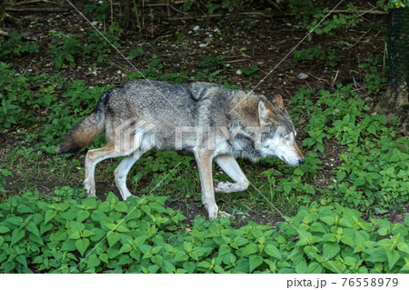 European Grey Wolf, Canis lupus in a german park European Grey Wolf, Canis lupus in a german park 76558979