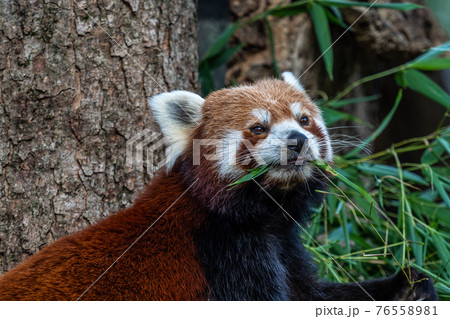 The red panda, Ailurus fulgens, also called the lesser panda. The red panda, Ailurus fulgens, also called the lesser panda. 76558981