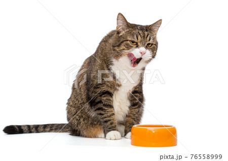 Big grey cat licks its lips near  bowl 76558999