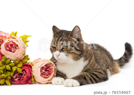 Large grey cat and a bouquet of flowers 76559007