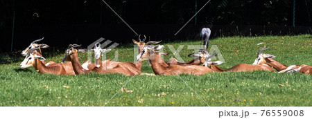 Dama gazelle, Gazella dama mhorr or mhorr gazelle is a species of gazelle 76559008
