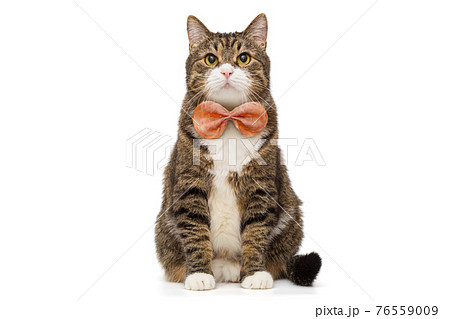 Big grey cat and piece of sausage Big grey cat and piece of sausage 76559009