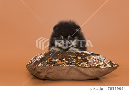 Small Pomeranian puppy on a pillow Small Pomeranian puppy on a pillow 76559044