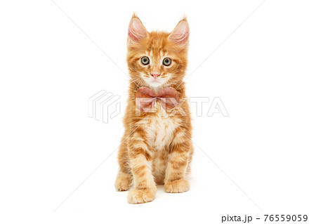 Small red Maine Coon kitten Small red Maine Coon kitten 76559059