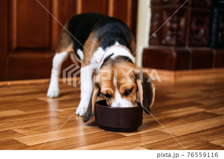 Beagle Feeding. Beagle puppy eating dog dry food from a bowl at home. Beagle Eat, Adult and Puppy Feeding Chart 76559116
