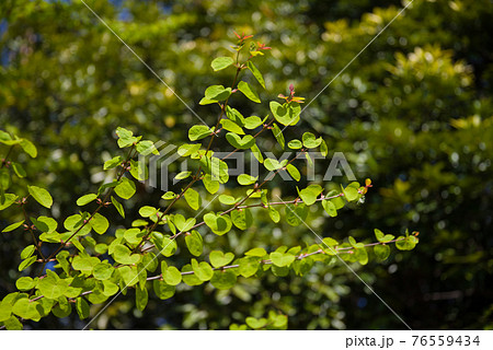 桂の新緑【ハートの葉っぱ】 76559434