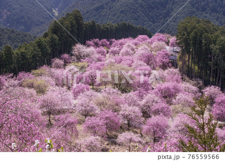 高見の郷 奈良の桜の名所 千本のしだれ桜 天空の庭に咲く桜 高見の郷 奈良の桜の名所 千本のしだれ桜 天空の庭に咲く桜 76559566