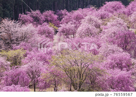 高見の郷 奈良の桜名所 千本のしだれ桜 天空の庭の写真素材