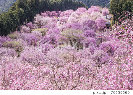高見の郷 奈良の桜名所 千本のしだれ桜 天空の庭の写真素材