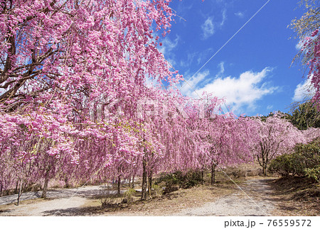 高見の郷 奈良の桜の名所 千本のしだれ桜 天空の庭に咲く桜 高見の郷 奈良の桜の名所 千本のしだれ桜 天空の庭に咲く桜 76559572