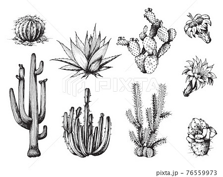 Cactus and its flowers set, engraving vector illustration isolated on white. Cactus and its flowers set, engraving vector illustration isolated on white. 76559973